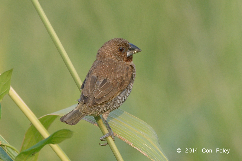 Munia, Scaly-breasted @ Marina East