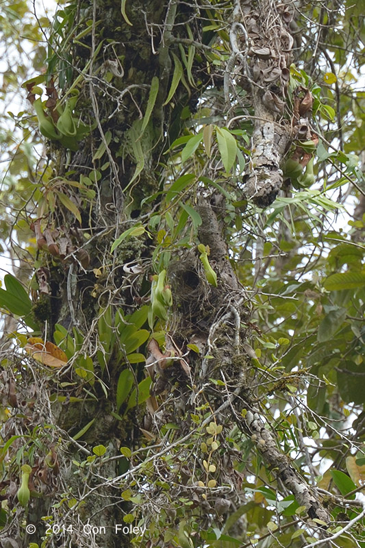 Spiderhunter, Naked Faced (nest) @ PICOP