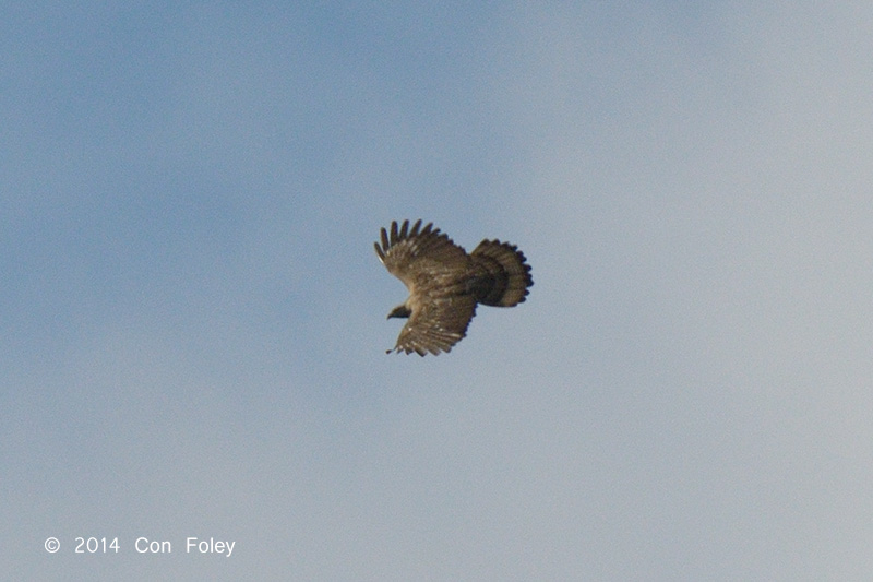 Buzzard, Steeres Honey (adult) @ PICOP