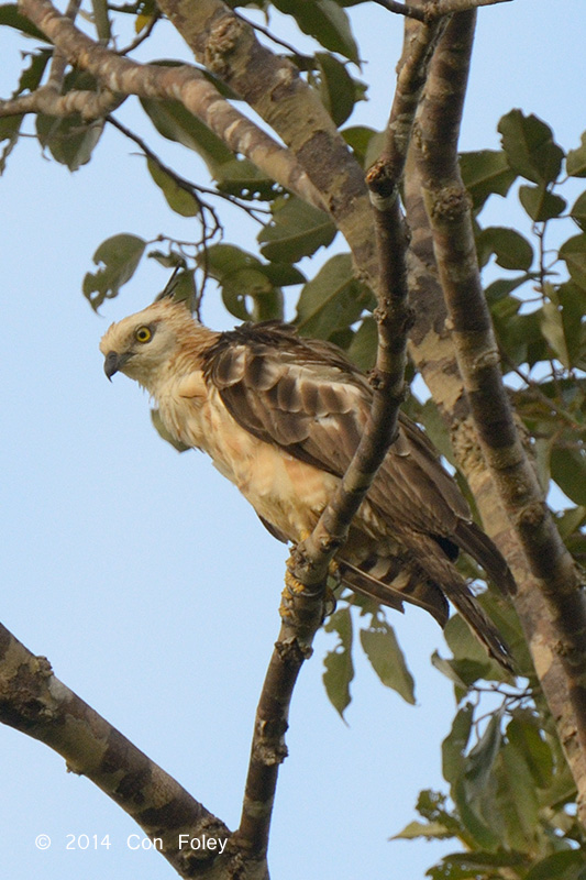 Buzzard, Steeres Honey (imm) @ PICOP