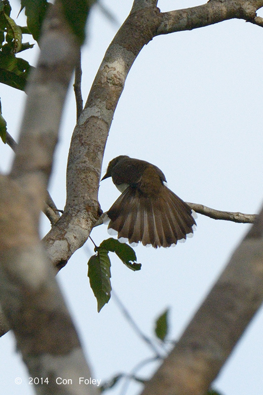 Bulbul, Yellow-wattled @ PICOP