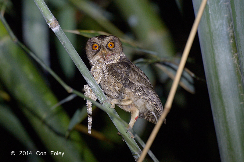 Owl, Everetts Scops @ PICOP