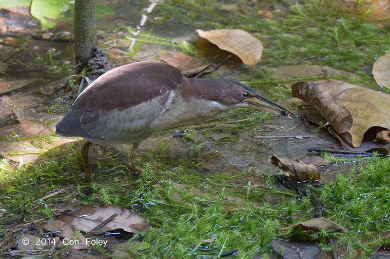 Bittern, Von Schrencks (male) @ Lower Peirce