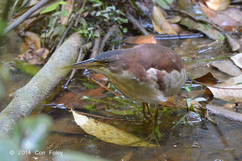 Bittern, Von Schrencks (male) @ Lower Peirce