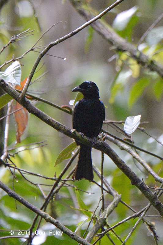 Drongo, Hair-crested @ PICOP