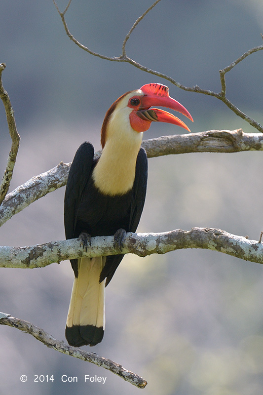 Hornbill, Writhed (male) @ Mt Apo