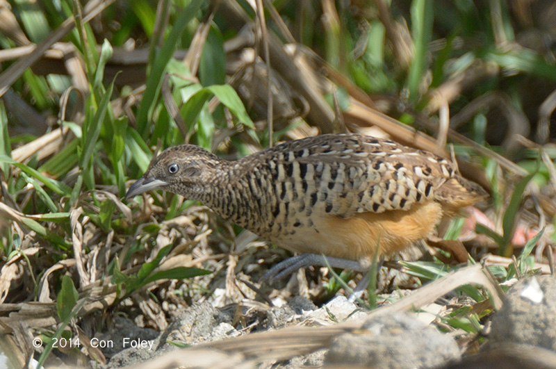 Buttonquail, Barred (male) @ Halus