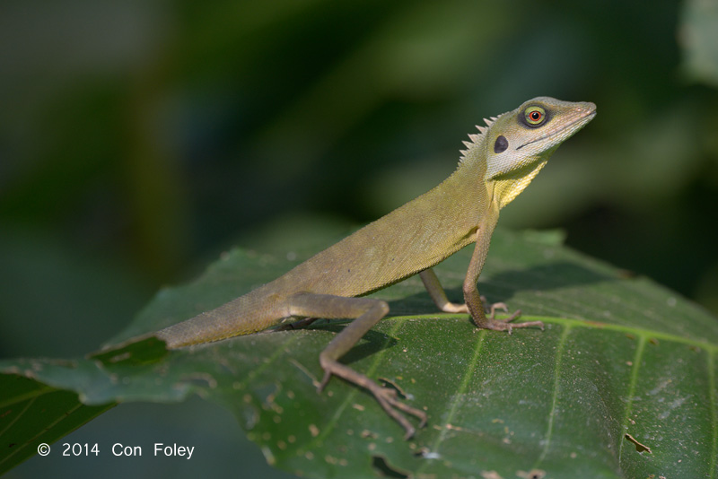 Green Crested Lizard @ Ubin