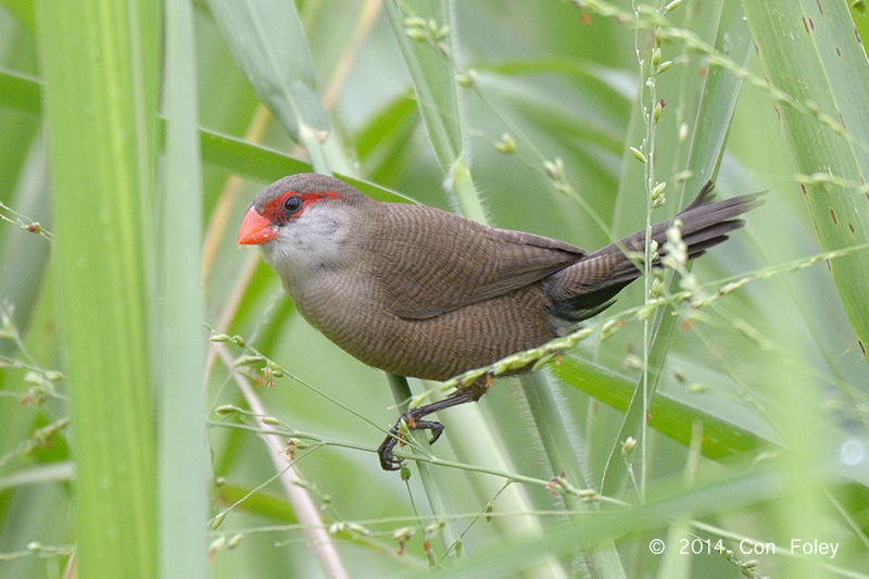 Waxbill, Common @ Halus