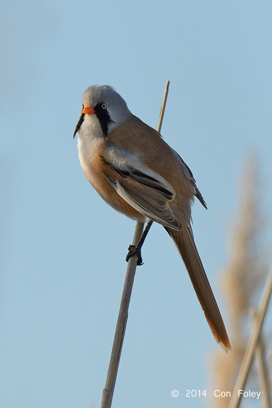 Tit, Bearded (male) @ Neusiedl