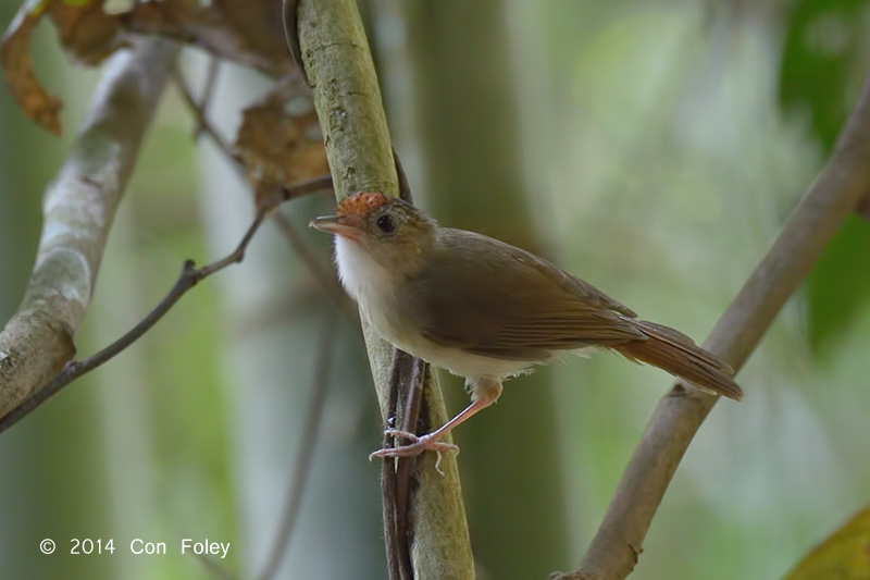 Babbler, Scaly-crowned @ Merapoh