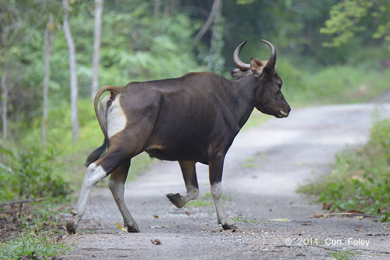 Banteng (bull) @ Merapoh