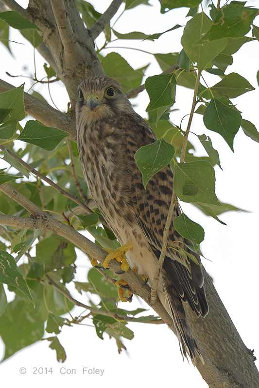 Kestrel, Common (juvenile) @ Neusiedl, Austria