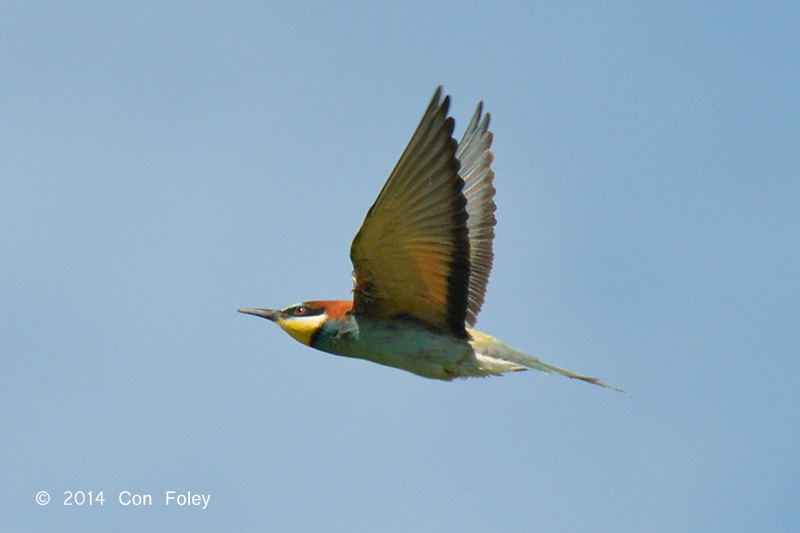 Bee-eater, European @ Hungary