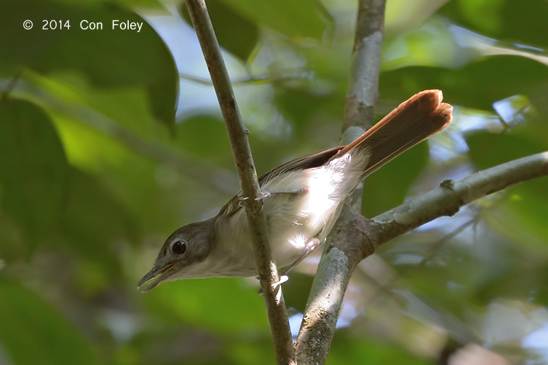 Babbler, Moustached