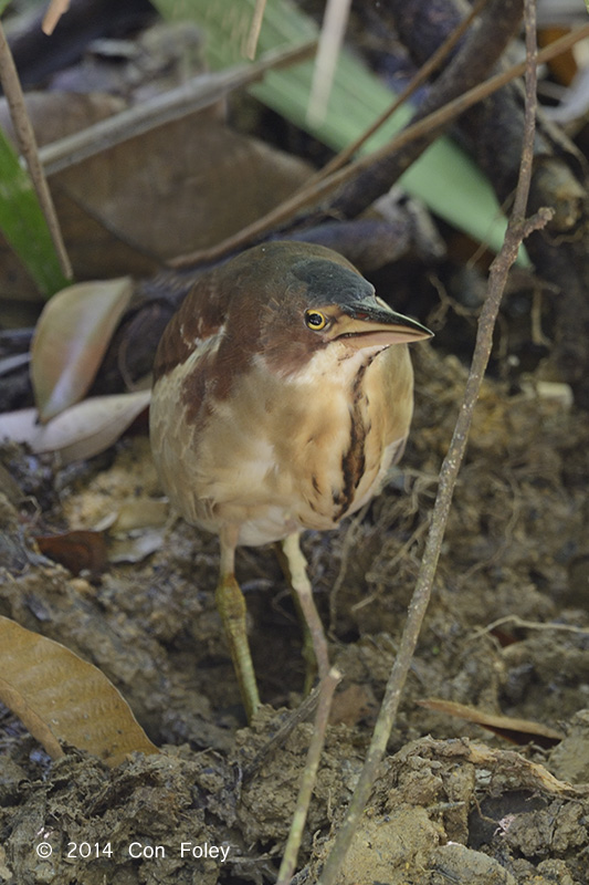 Bittern, Von Shrenks (male) @ Lower Peirce