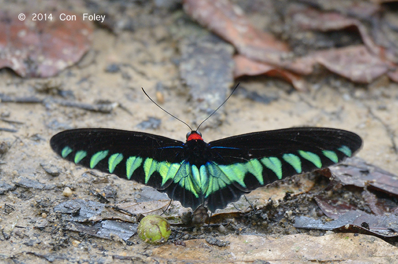 Rajah Brookes Birdwing (male)