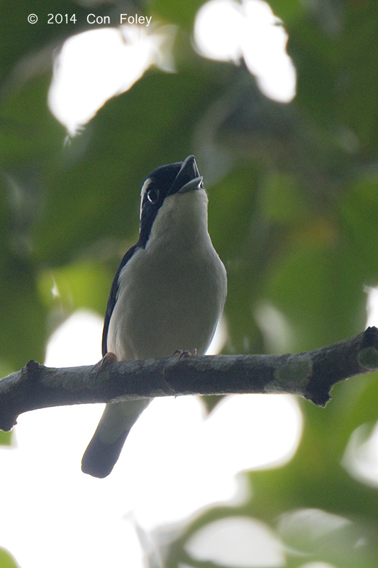 Shrike-Babbler, Pied (male) @ Halimun