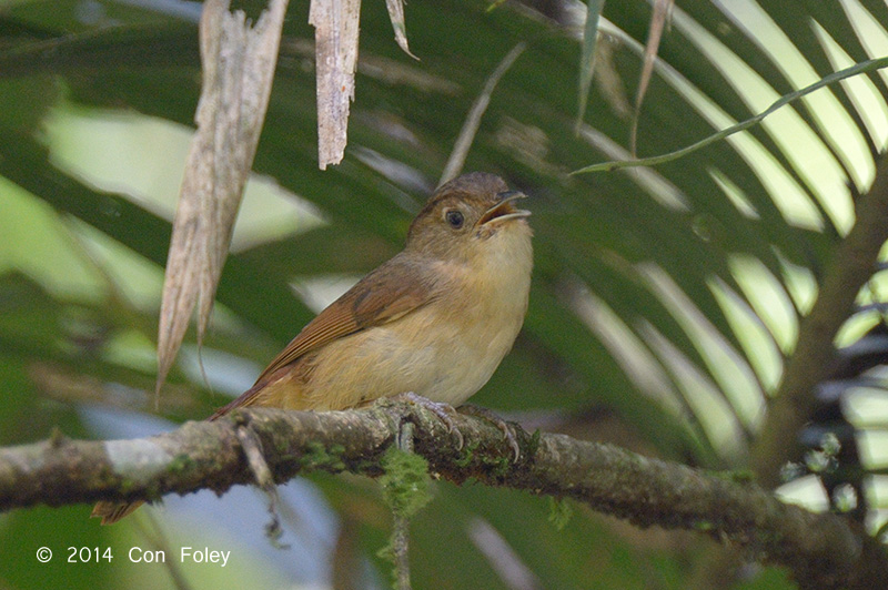 Fulvetta, Javan @ Halimun