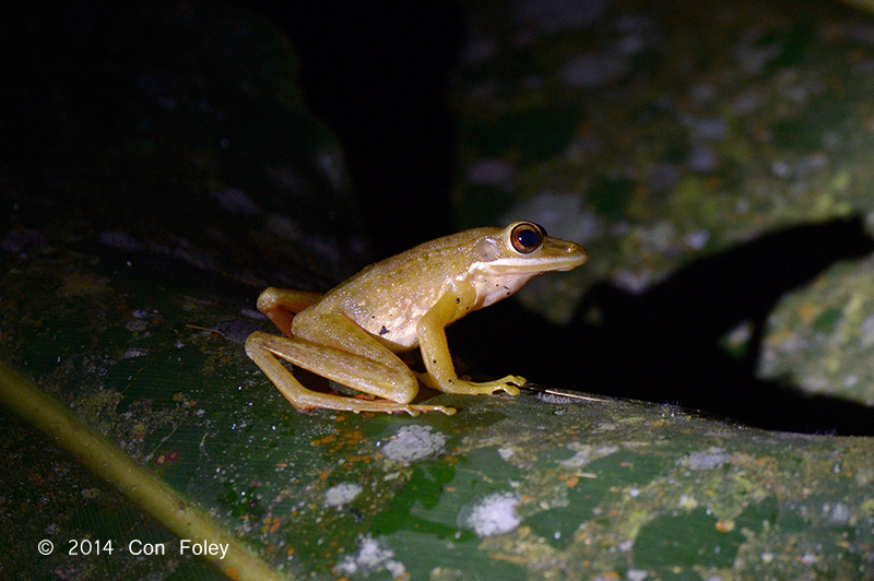 White-lipped Frog (Hylarana chalconota) @ Haliman