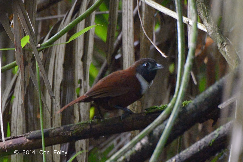 Babbler, White-bibbed @ Gede