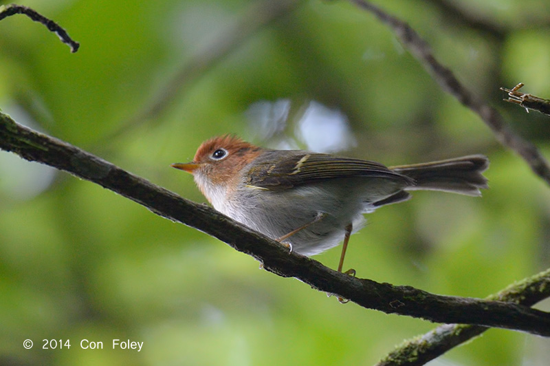 Warbler, Sunda @ Gede