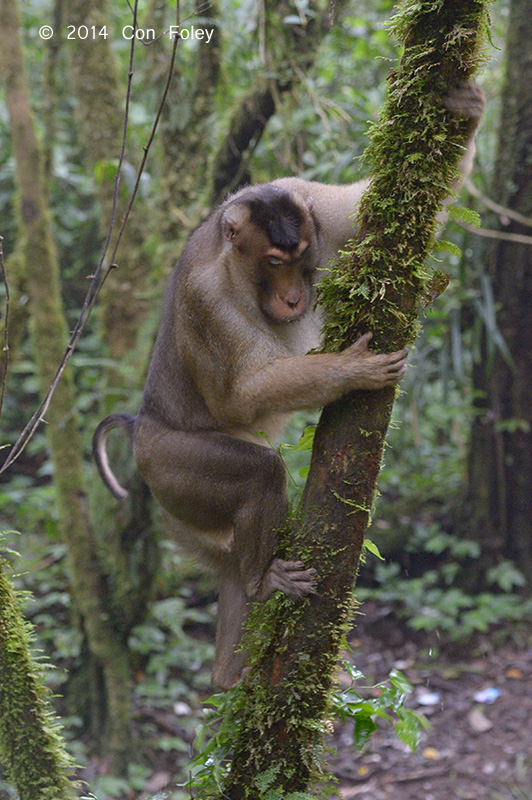 Macaque, Southern Pig-tailed @ Gede