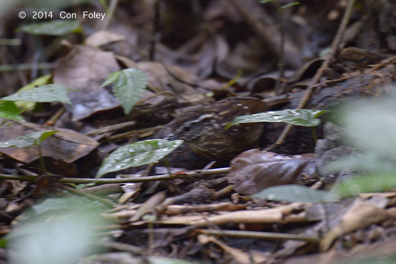 Babbler, Eye-browed Wren @ Gede