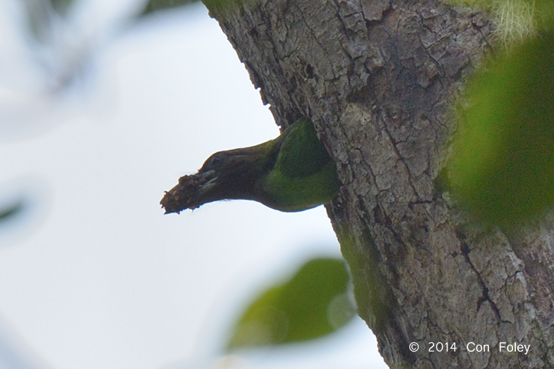 Barbet, Brown-throated @ Gede