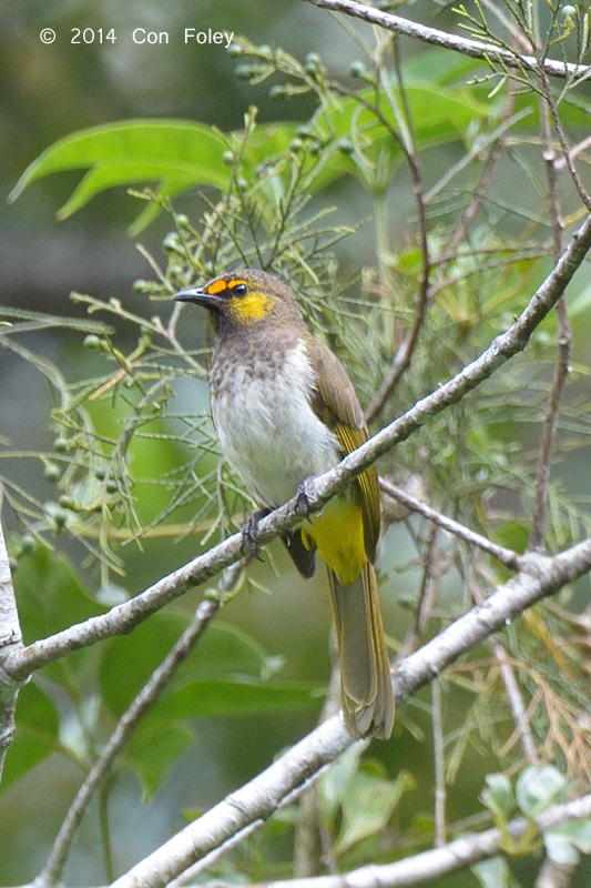 Bulbul, Orange-spotted @ Gede