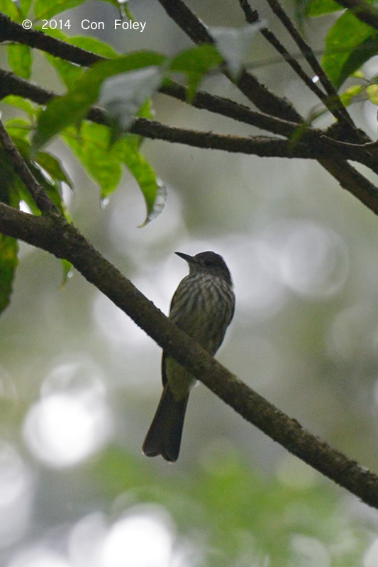 Bulbul, Sunda @ Gede