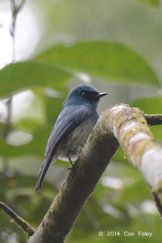 Flycatcher, Indigo @ Gede