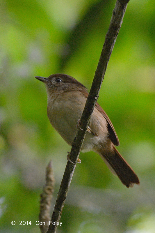 Fulvetta, Javan @ Gede