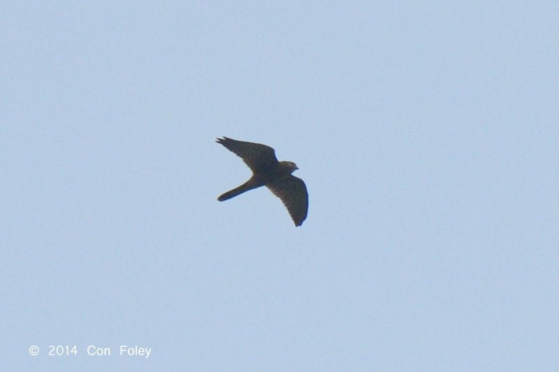 Kestrel, Spotted @ Gede
