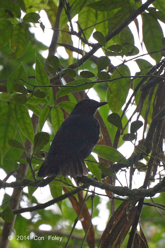 Thrush, Javan Whistling @ Gede