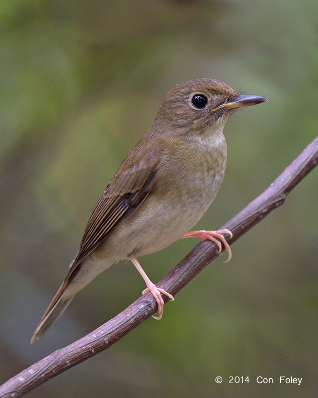 Flycatcher, Brown-chested Jungle (first winter) @ Bidadari