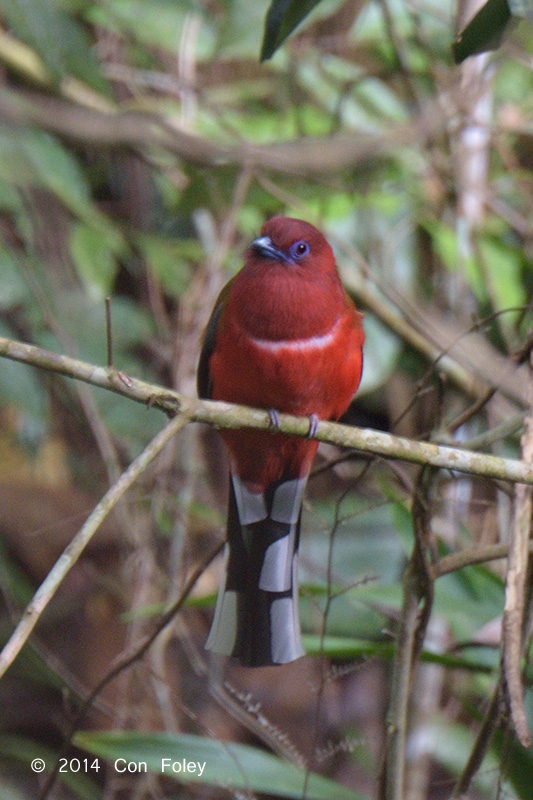 Trogon, Red-headed (male) @ Jalan Air Terjun