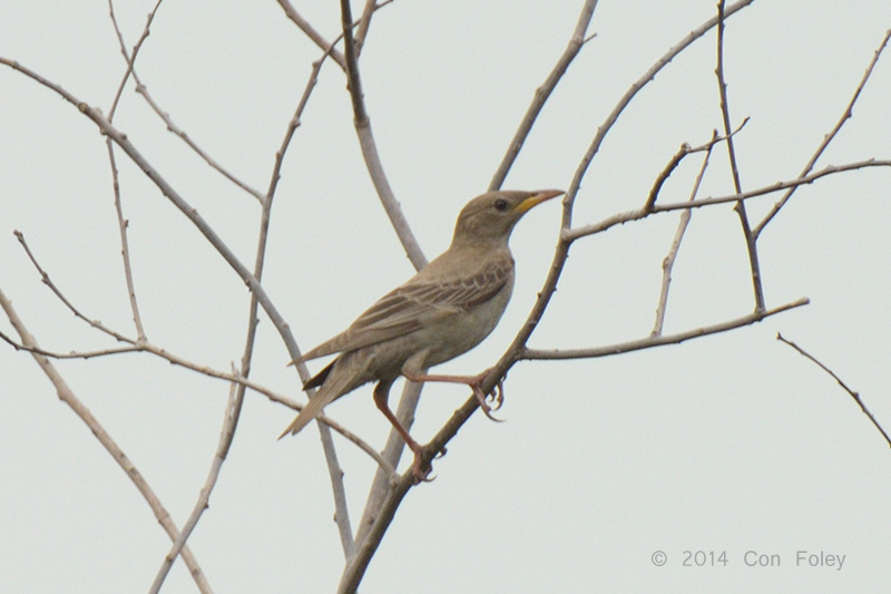 Starling, Rosy (juv) @ Kent Ridge