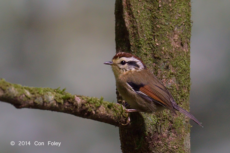 Fulvetta, Rufous-winged @ Doi Inthanon