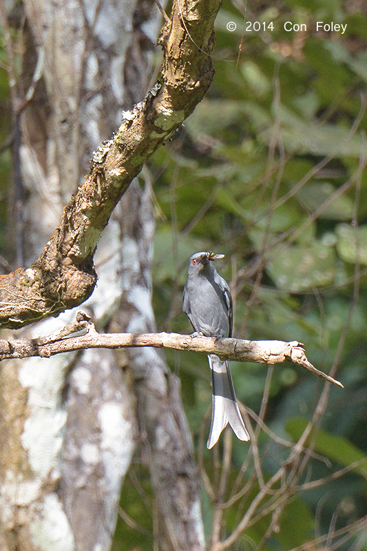 Drongo, Ashy @ Doi Inthanon