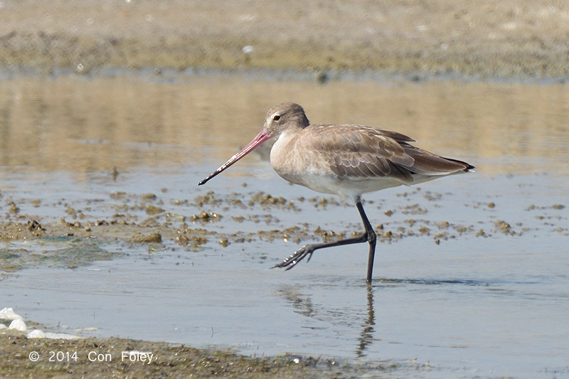 Godwit, Bar-tailed @ Laem Pak Bai