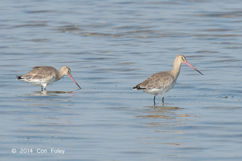 Godwit, Black-tailed @ Laem Pak Bai