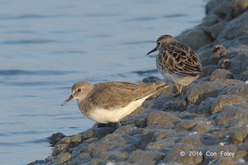 Stint, Temmincks @ Laem Pak Bai