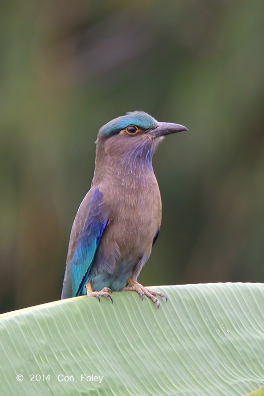 Roller, Indian @ Pak Thale