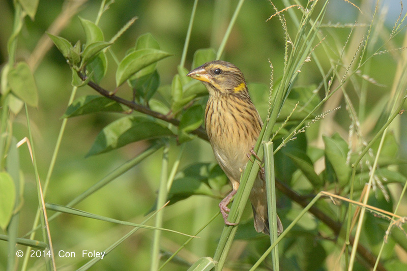 Weaver, Streaked (male) @ Eagle Point