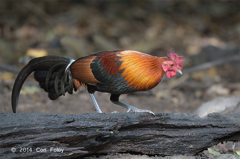 Junglefowl, Red (male) @ Kaeng Krachan