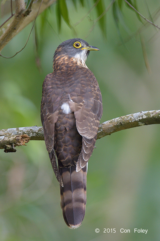 Cuckoo, Large Hawk (sub adult) @ Bidadari