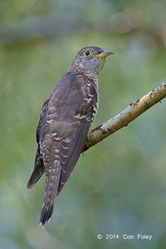 Cuckoo, Indian (female) @ Bidadari