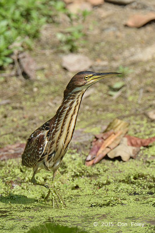 Bittern, Von Schrencks (female) @ SBWR