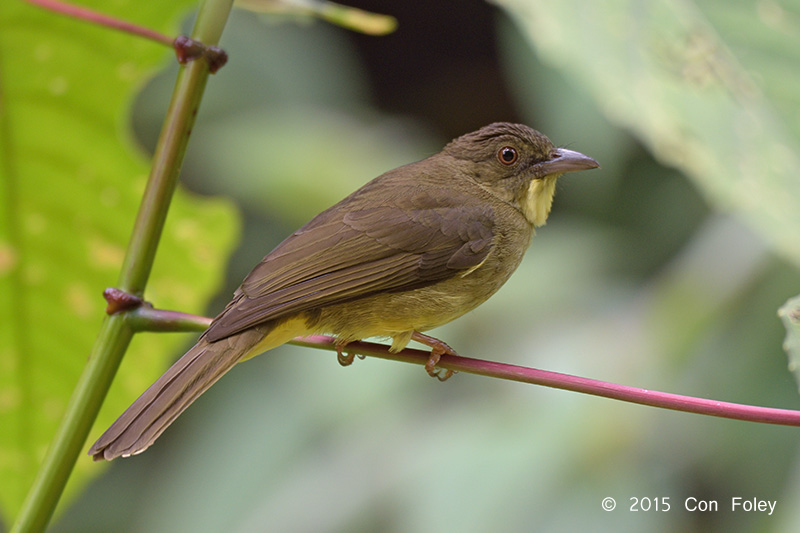 Bulbul, Finschs